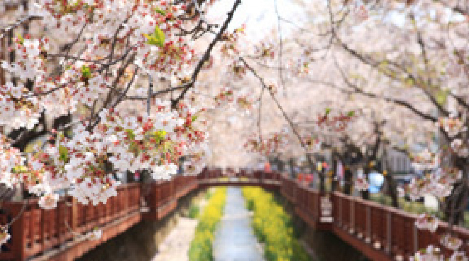 お花見の名所を特集♪春の花が楽しめる韓国各地のおすすめスポット紹介