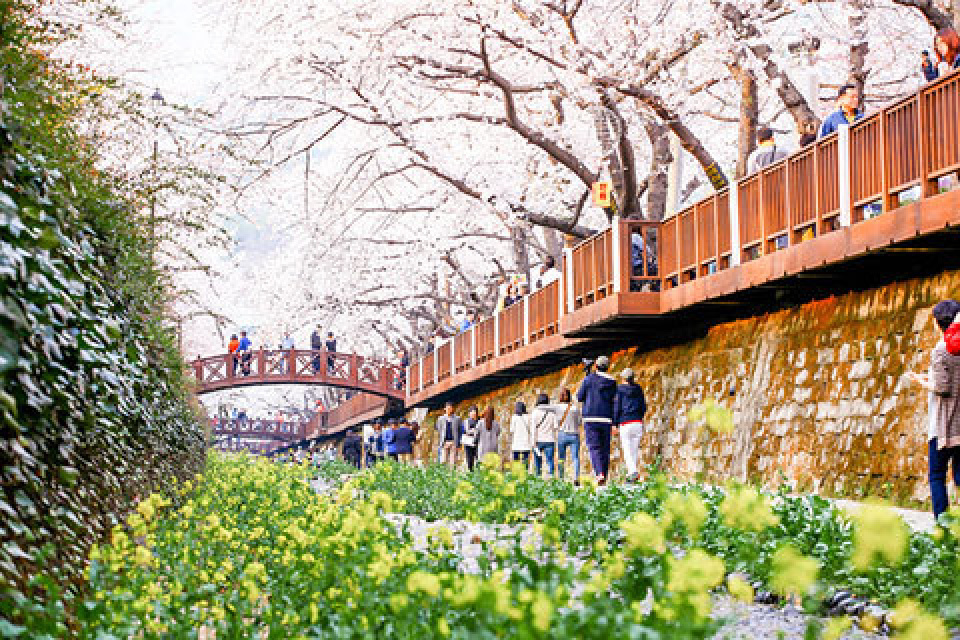 お花見の名所を特集♪春の花が楽しめる韓国各地のおすすめスポット紹介