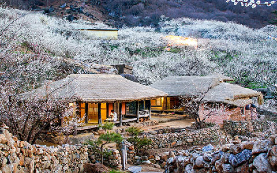 お花見の名所を特集♪春の花が楽しめる韓国各地のおすすめスポット紹介