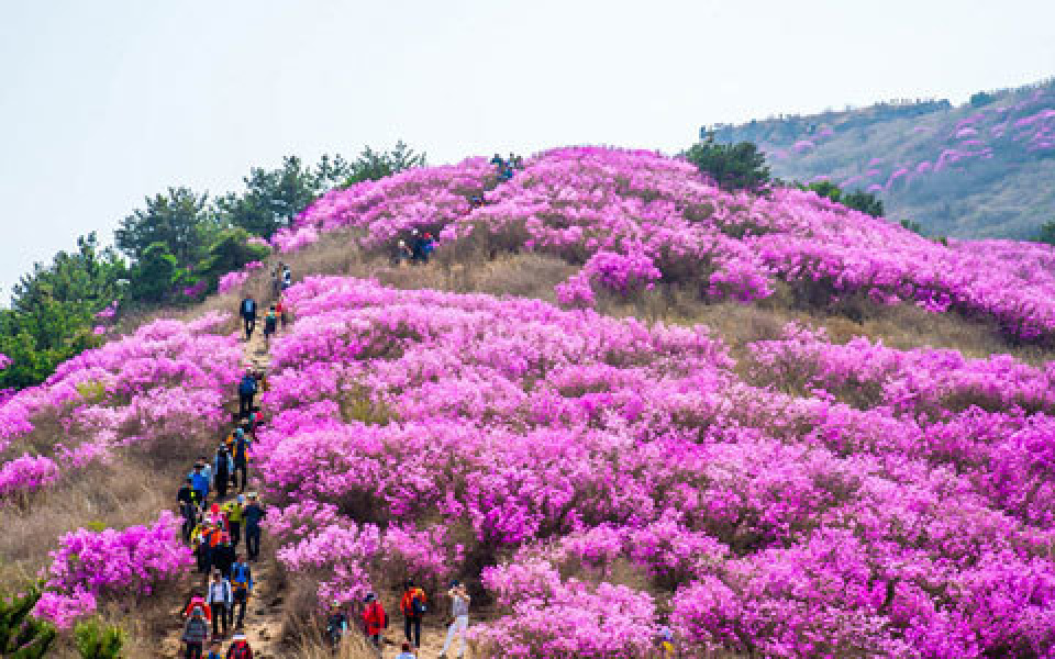 お花見の名所を特集♪春の花が楽しめる韓国各地のおすすめスポット紹介