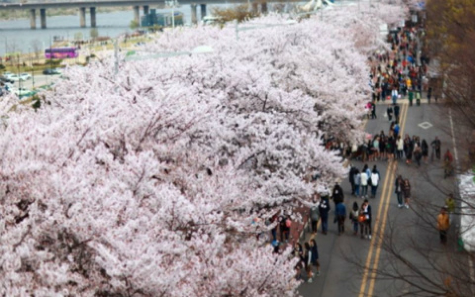 ついに開花！韓国ソウルにて「桜祭り」開催♪