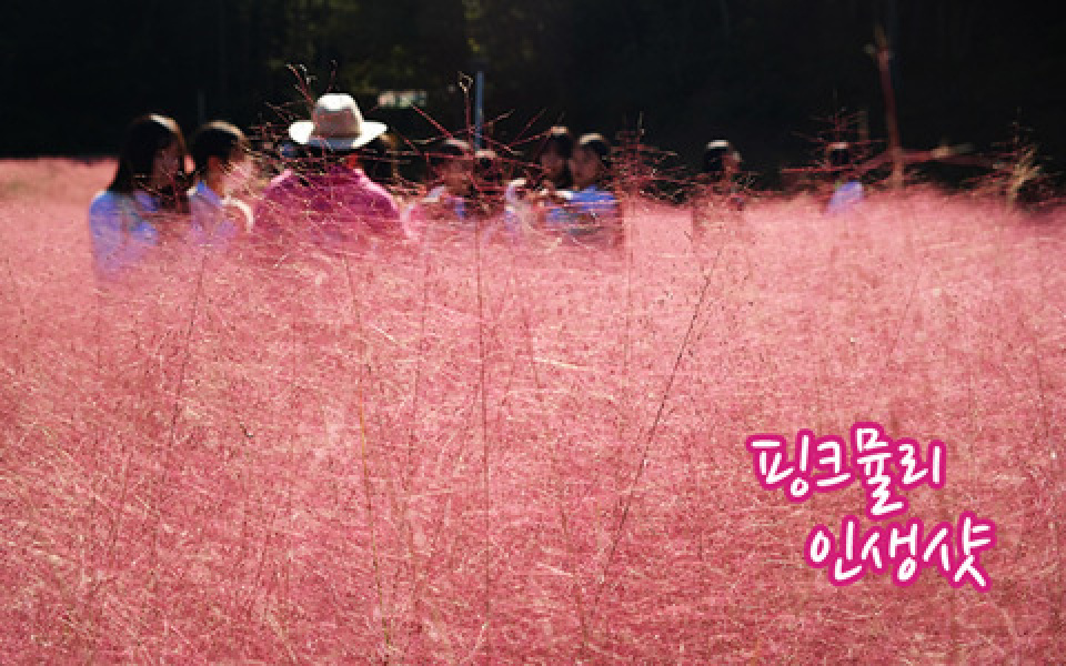 日本ではあまり見られない、ピンクの畑を見に行こう！