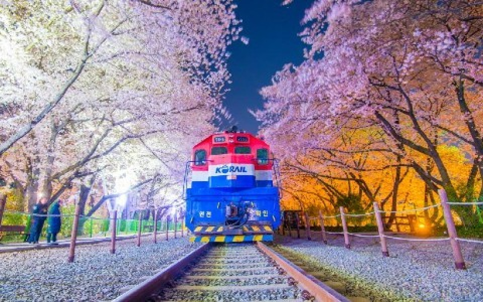 4月に突入♪韓国の桜も満開に！