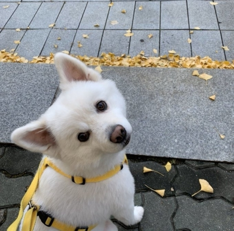 RM、愛犬のキュートな写真が大反響