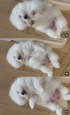 2NE1パク・ボム、家族に迎え入れた子犬を紹介